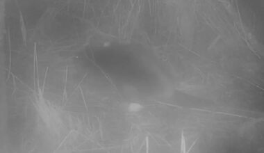 Cameras Capture Lone Creature Collecting Materials For Its Lodge In Riverside Nature Reserve