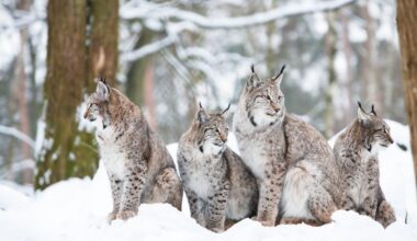 Canada lynx family