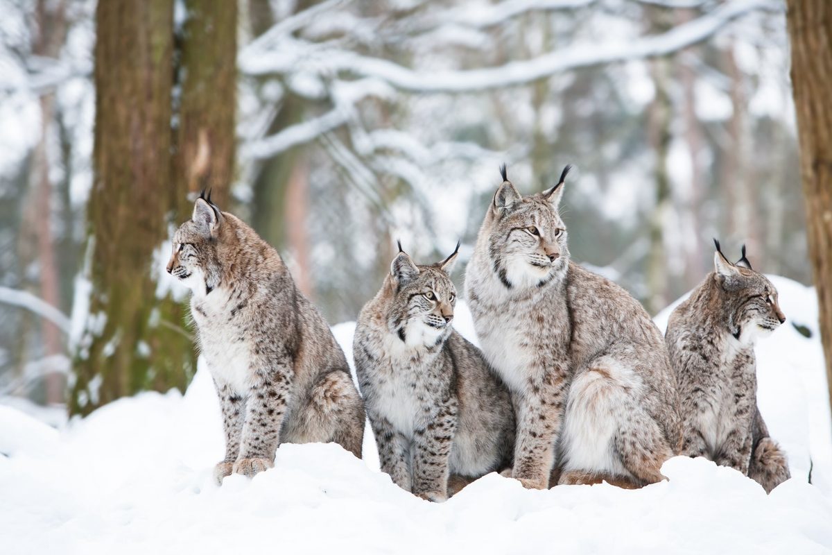 Canada lynx family