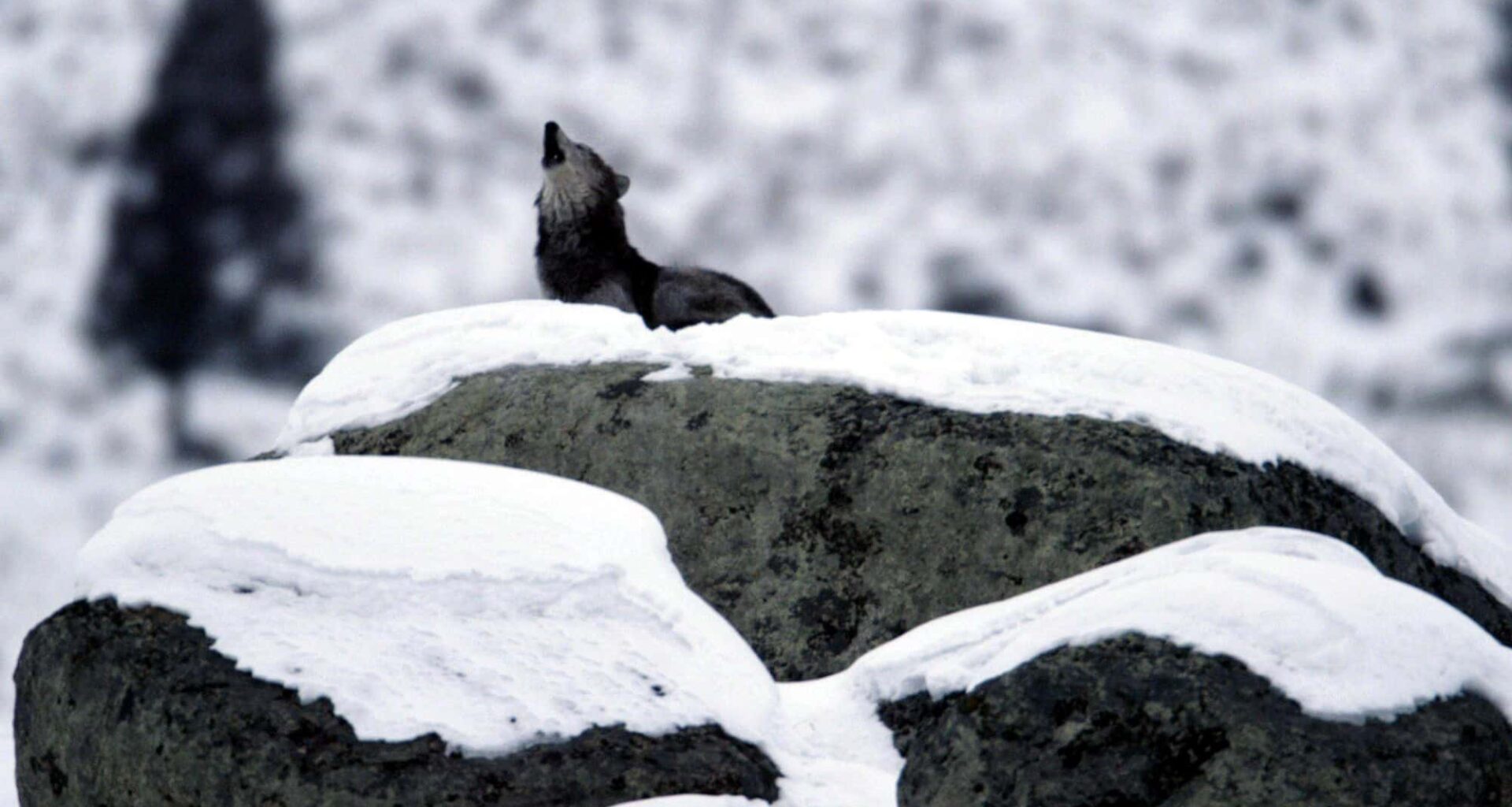 How Fearsome Wolves Became Loyal Dogs — and Changed Human History Forever