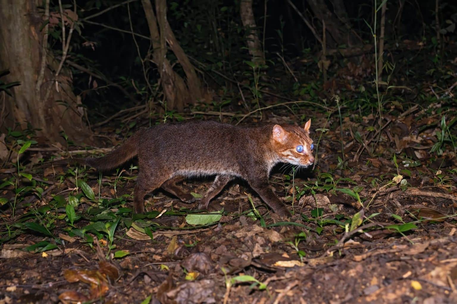 Phot via DNP/Panthera Thailand