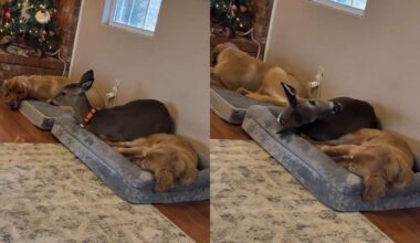 Video: Deer Makes Himself Comfortable Between Golden Retrievers