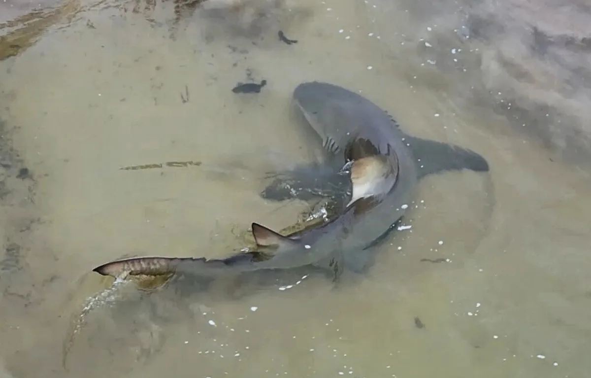 Lemon shark hunting jaguar cichlids