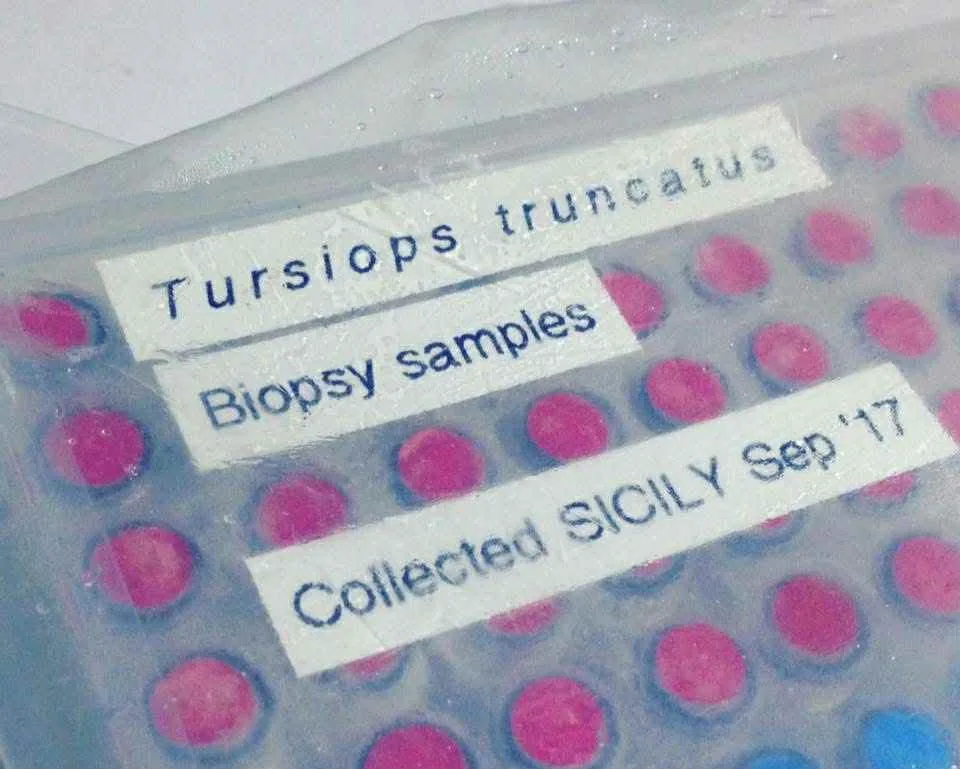 Dolphin biopsy samples collected in Sicily 2017 under permit