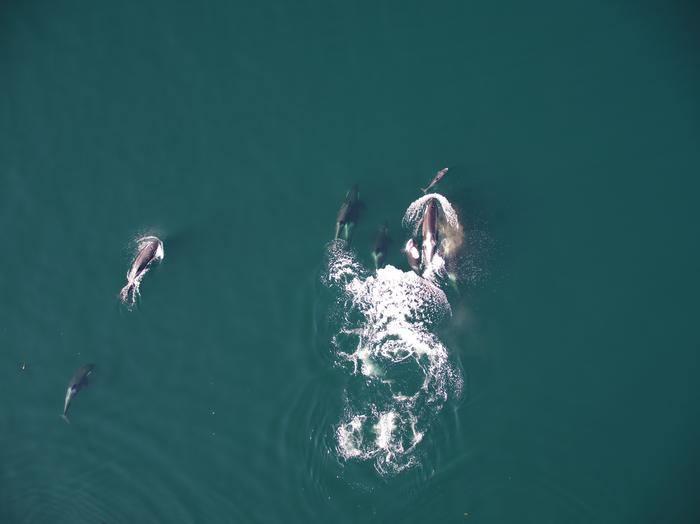 Aerial view of a dolphin and a group of killer whales following it.