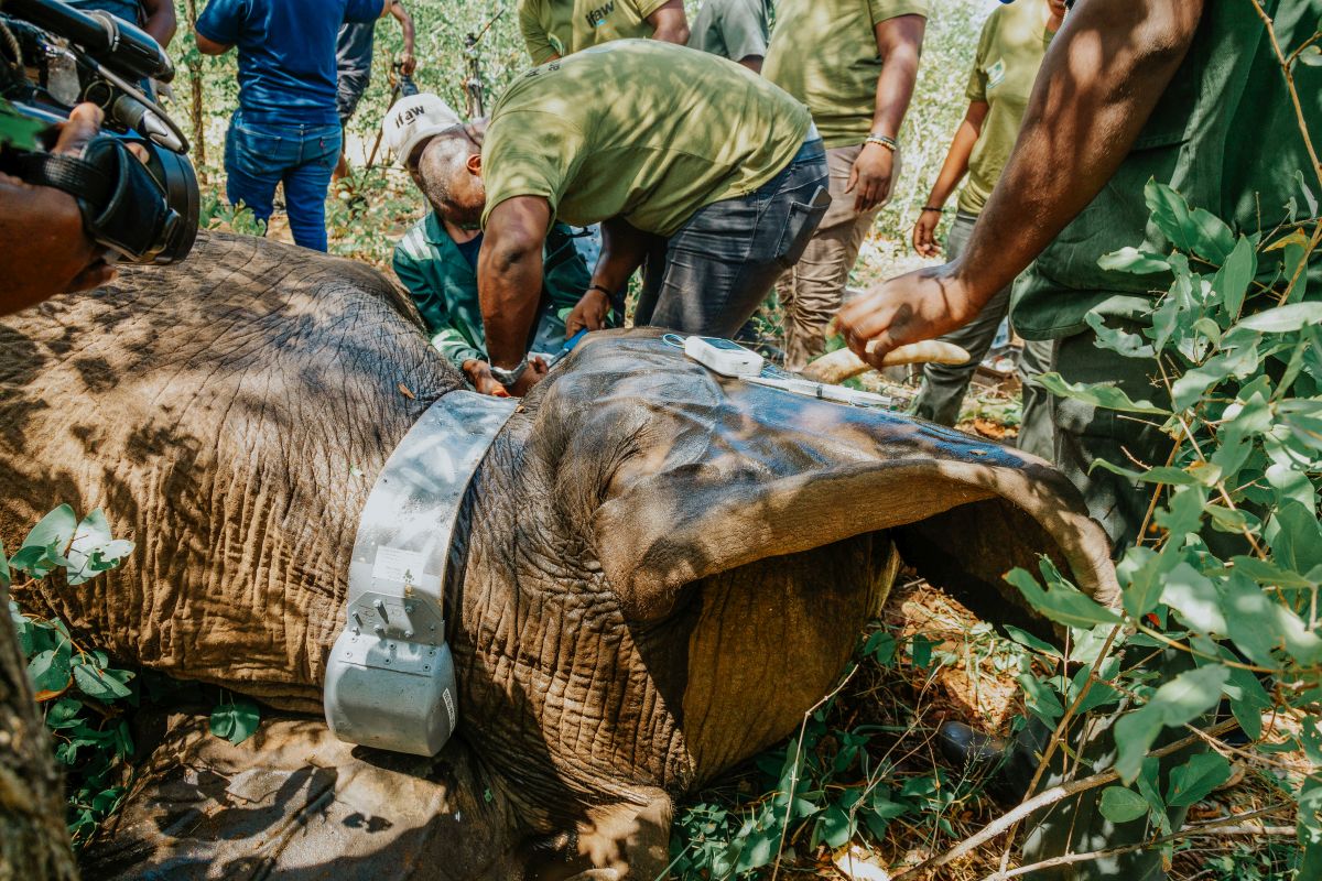 Conservationists fit a GPS collar to an elephant near Hwange National Park, Zimbabwe, to study their movement patterns and promote peaceful coexistence with nearby communities. Image courtesy of Tsvangirayi Mukwazhi / IFAW.