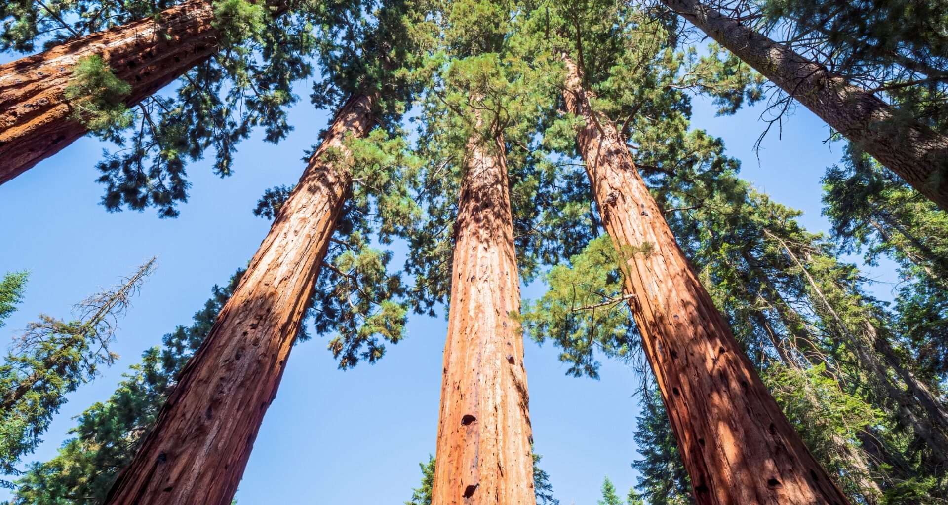 Ancient fossil reveals how small plants grew into giant trees