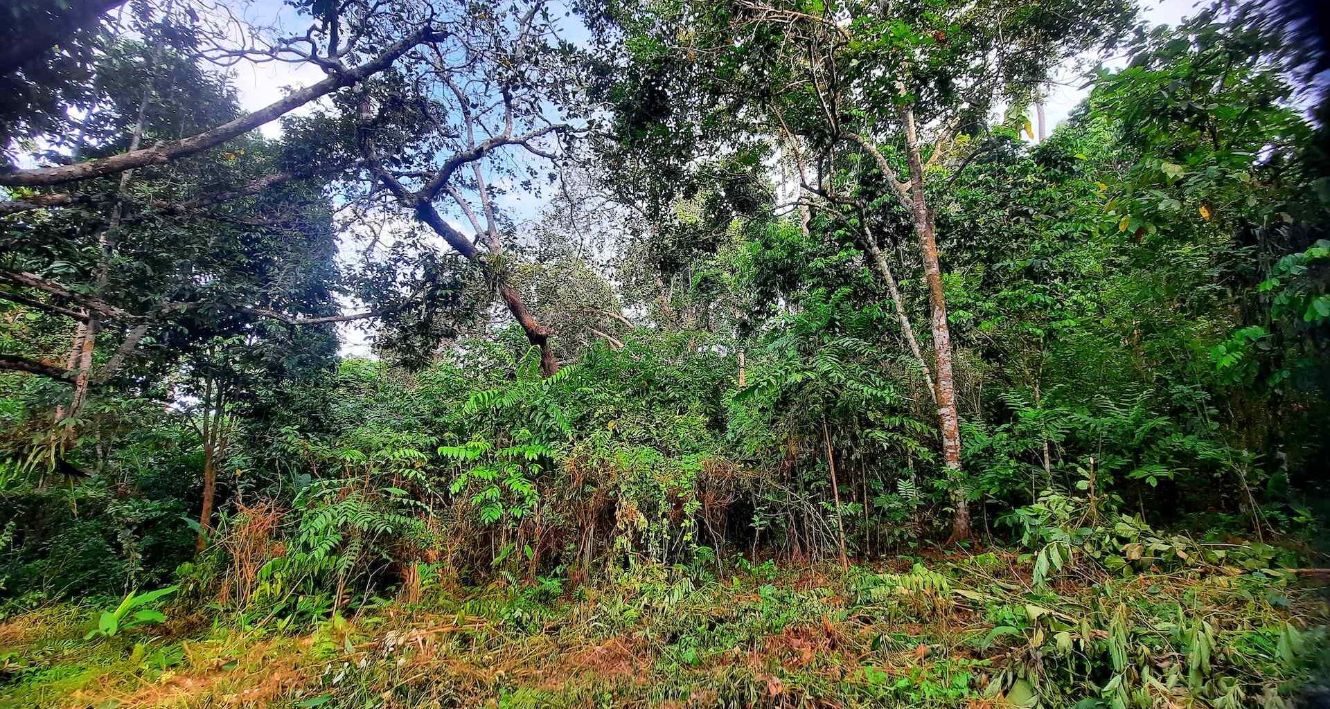 The rhinoceros hornbill was previously thought to be locally extinct in Singapore.