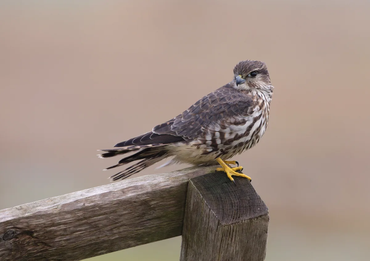 A female merlin perched on a wooden fence