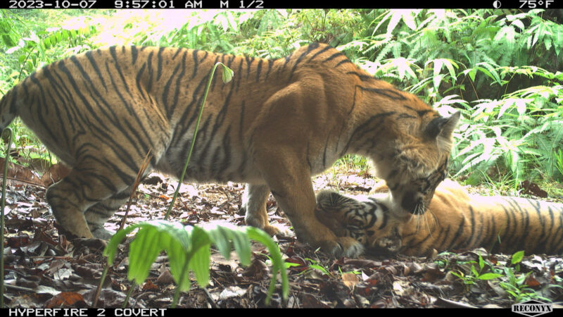 Sumatran Tiger: One tiger standing above a tiger laying down with their faces close.