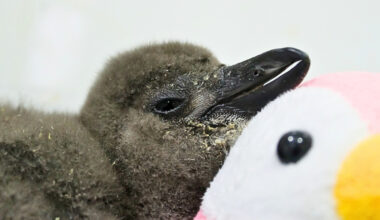 62,000 Penguins Starved to Death Off South Africa's Coast Last Decade. Here's Why. : ScienceAlert