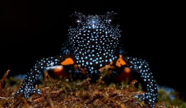 Galaxy frog in the Western Ghats, India