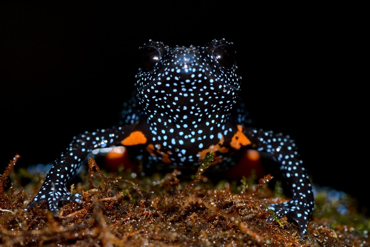 Galaxy frog in the Western Ghats, India