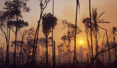 What to expect in the end-game of EU deforestation talks