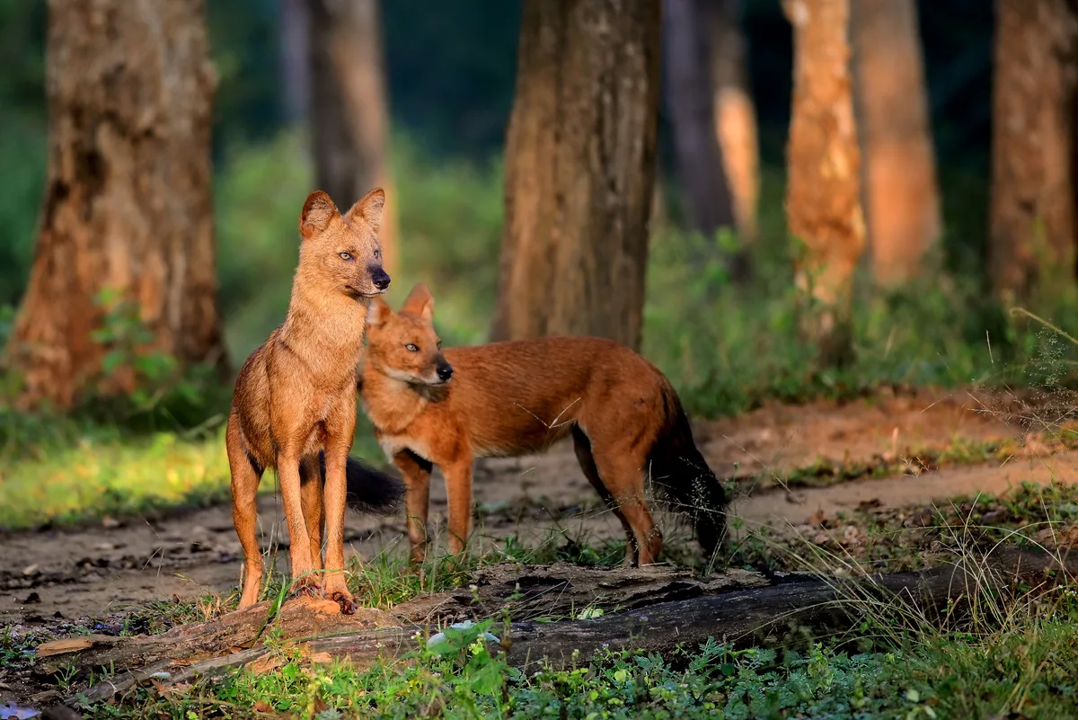 Two dholes