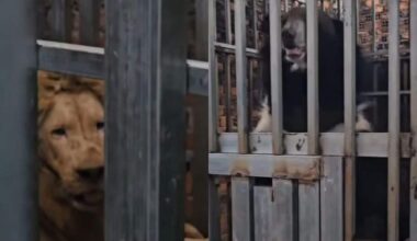 Photo of Chattarin Siradakul