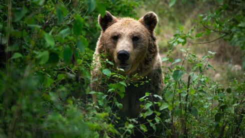 how humans are reshaping wildlife