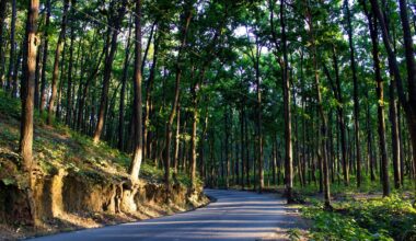 Himalayan black bears haven't gone into hibernation, leading to deadly clashes with mountain communities.