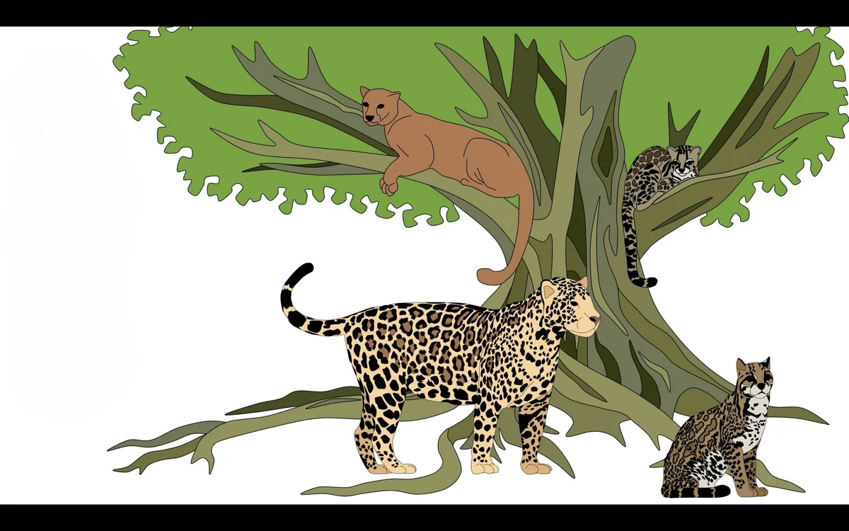 Illustration showing where jaguars,  pumas, ocelots and margays can hunt