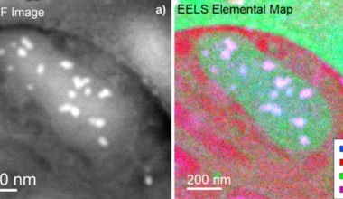 a) Simultaneous annular dark field (ADF) image of the mitochondria. b) EELS elemental map showing that the areas in purple correspond to the presence of Ca