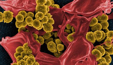 methicillin-resistant Staphylococcus aureus (MRSA) bacteria