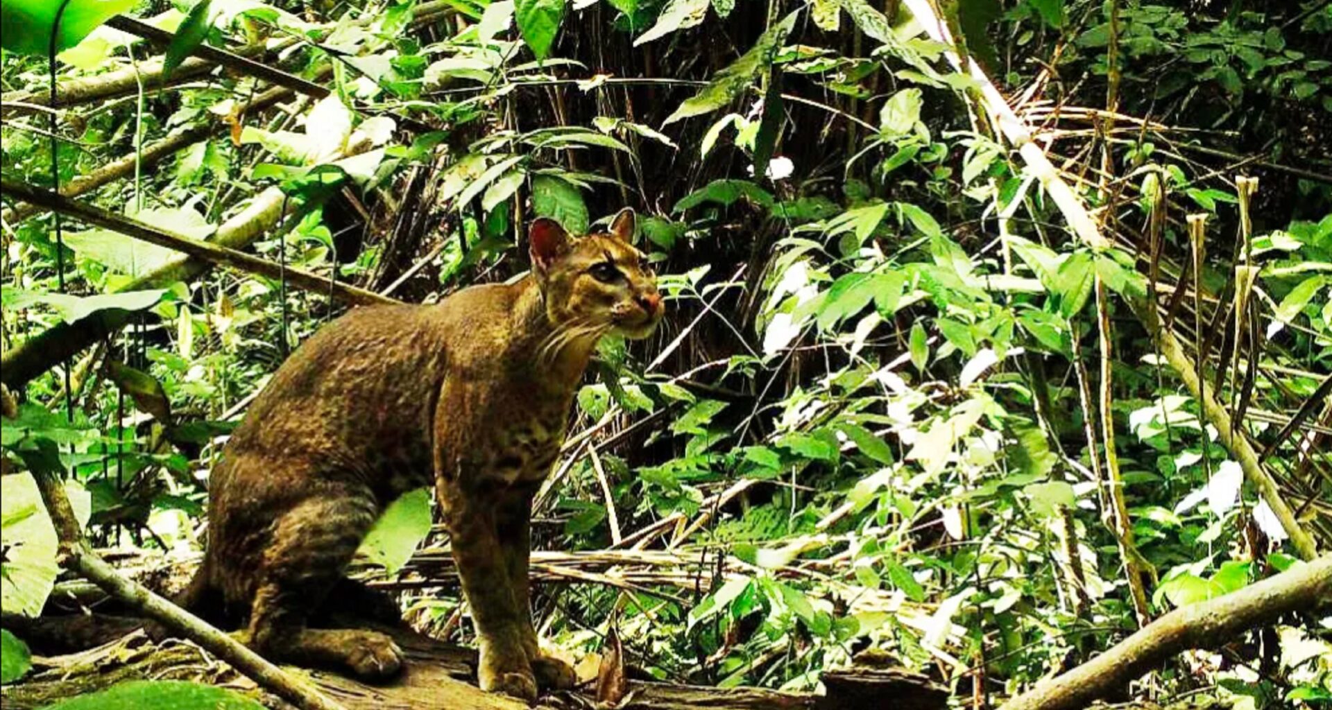 Small cat conservationists hail Uganda’s new Echuya Forest National Park