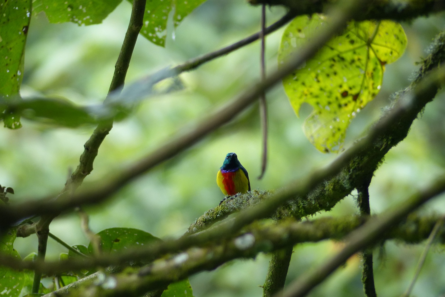 Echuya Forest hosts a wide array of biodiversity, including more than 100 bird species. Among them is the regal sunbird (Cinnyris regius).