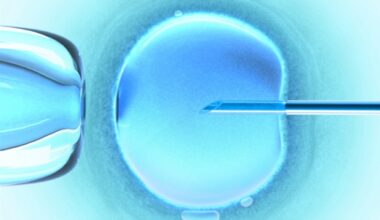 Engineered womb lining model opens a window into embryo implantation