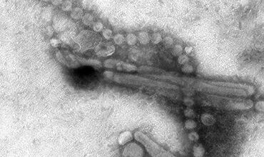 ECDC defines strategies to fight avian and swine flu in humans