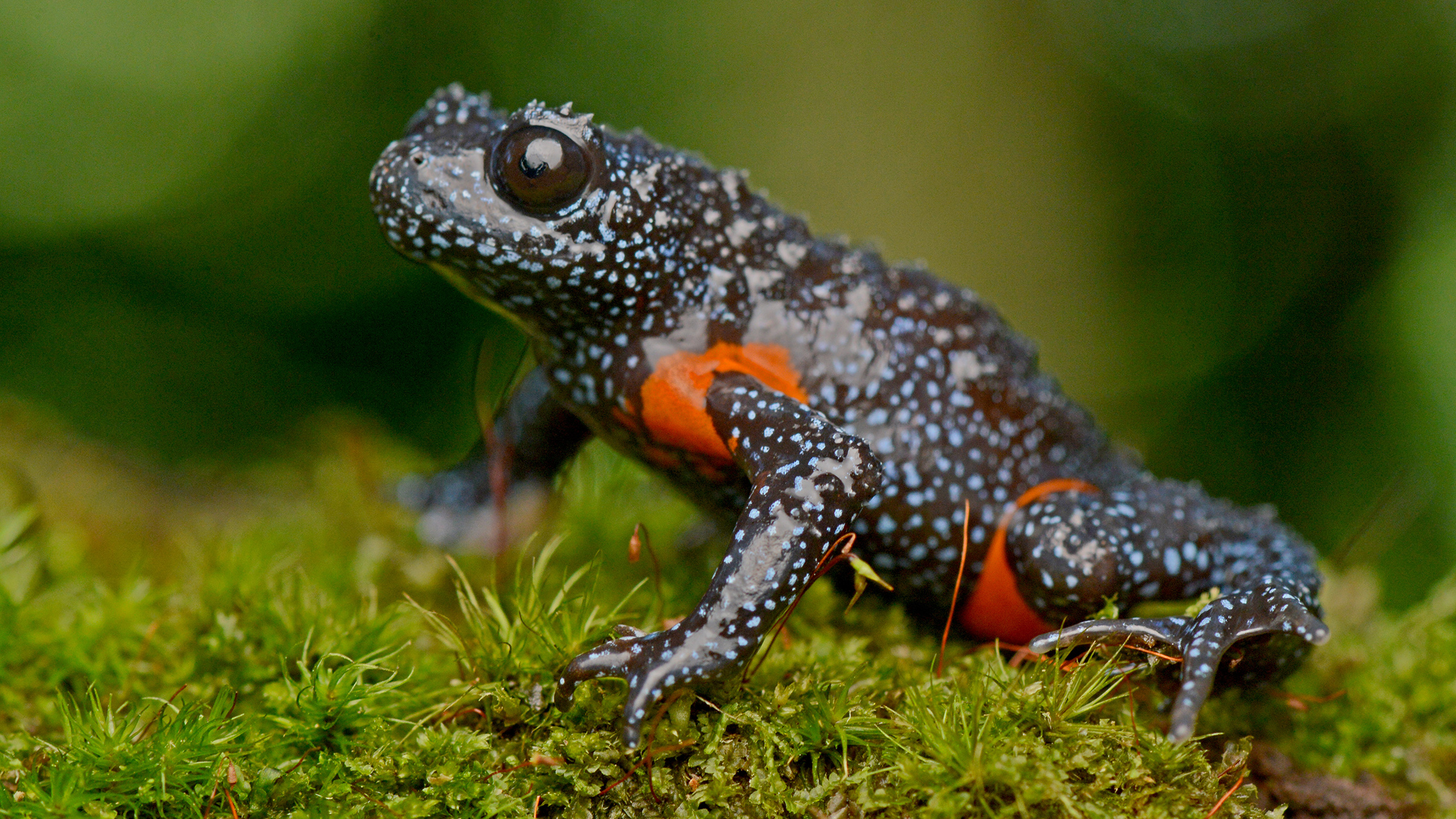 A close-up of a black and orange-spotted frog perched on green moss, showcasing its unique patterns and vibrant colors