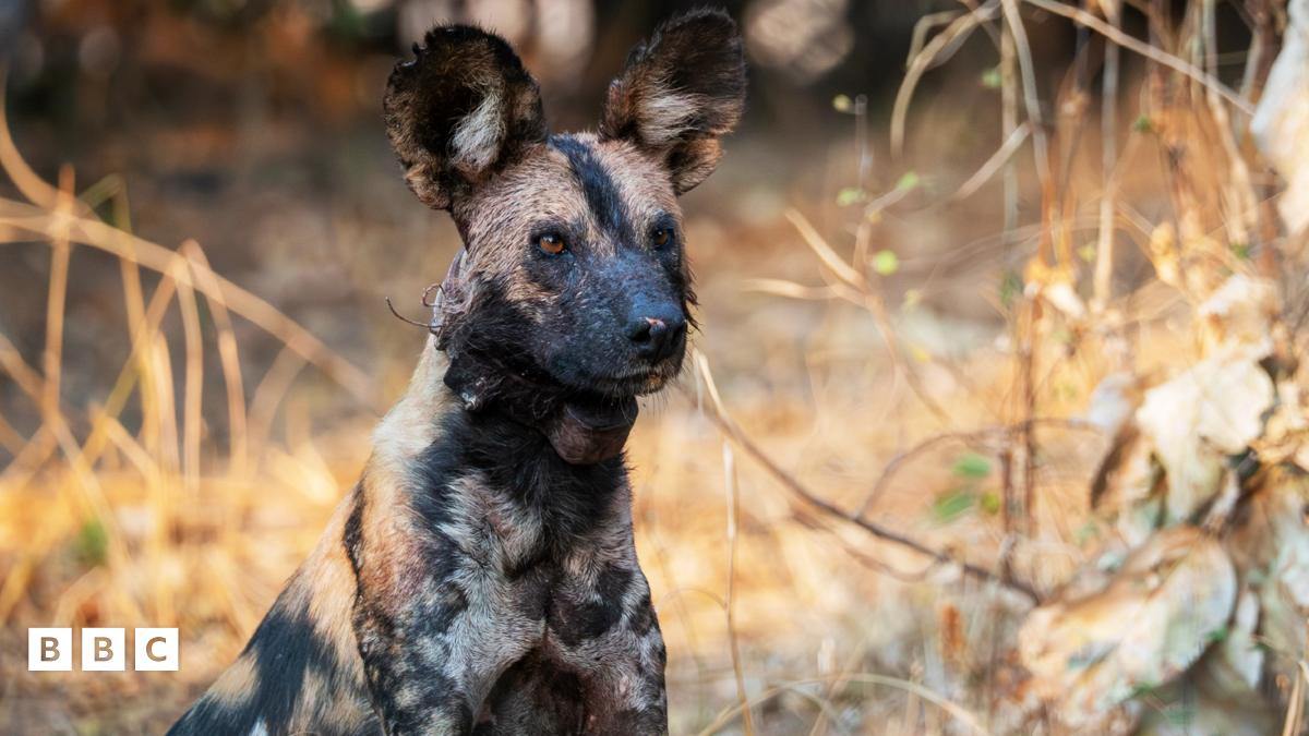 The wilddogs of Kingdom.