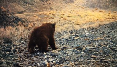 Long Believed Lost, The World’s Rarest Bear Reemerges