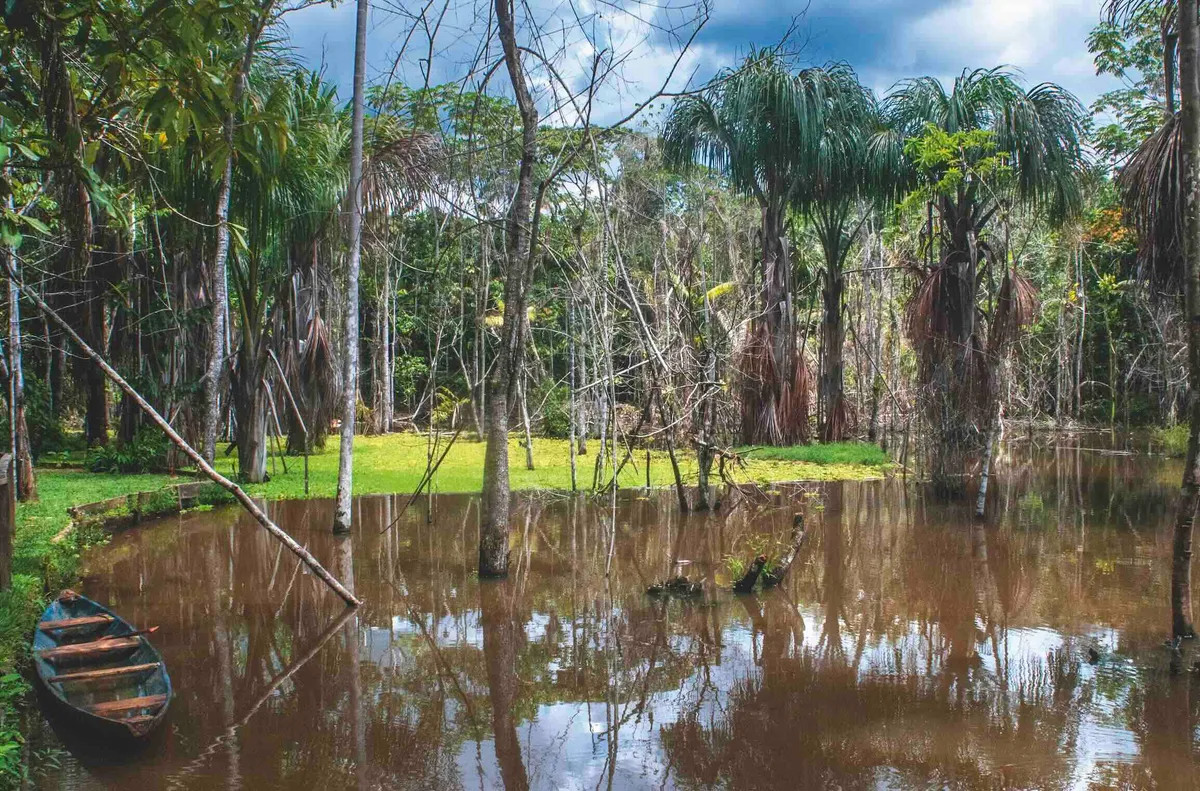Flooded forest makes up most of the vast Loreto region