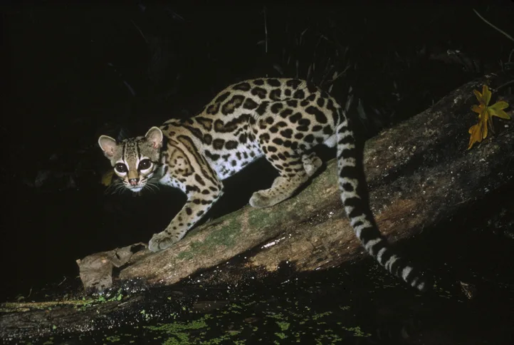 Margay cat