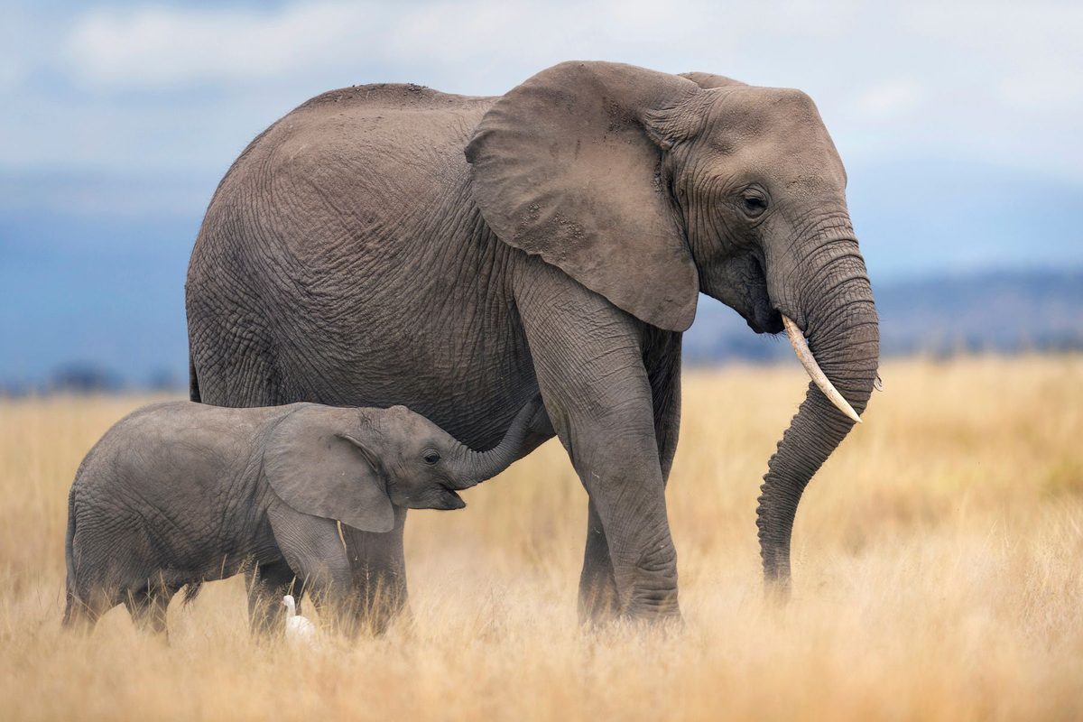A mother and baby elephant