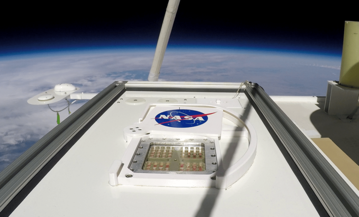 Nasa Discovers Bacteria 'playing Dead' To Survive Extreme Space Conditions