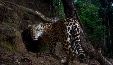 Here are the best wildlife photos of 2025