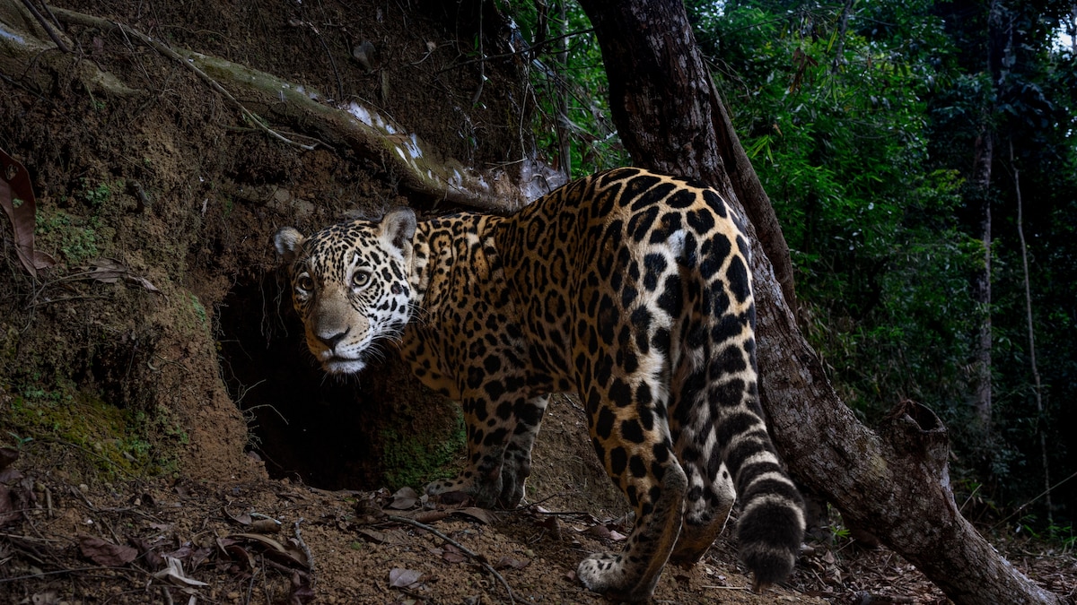 Here are the best wildlife photos of 2025