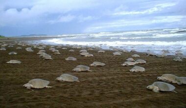 1 Million Turtle Nests Counted on India's Coast– 'Crazy High' Number is 10x More Than Decades Ago