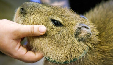 Cuddling capybaras and ogling otters: the problem with animal cafes in Asia