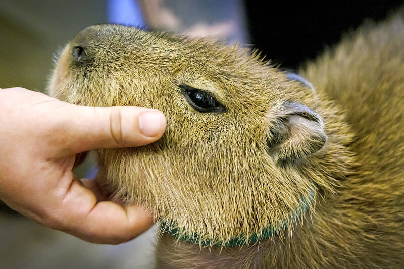 Cuddling capybaras and ogling otters: the problem with animal cafes in Asia