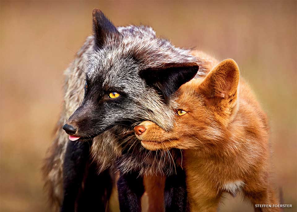 An image of red foxes.