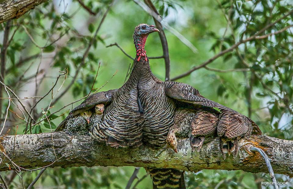 An image of a turkey hen and her poults.