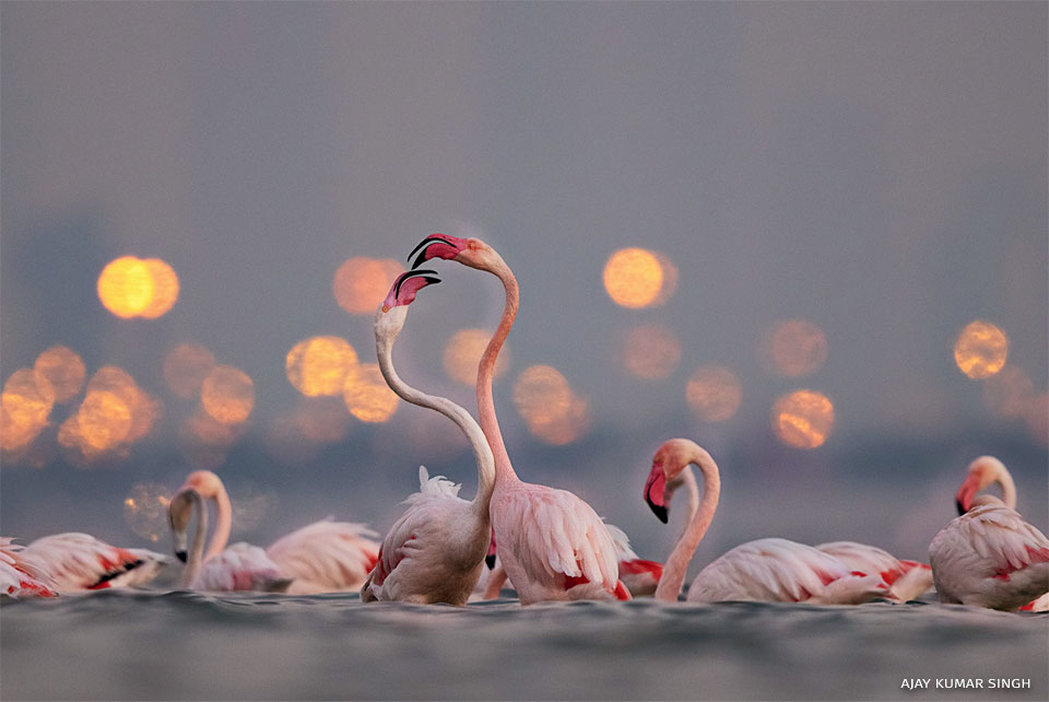 An image of greater flamingos.