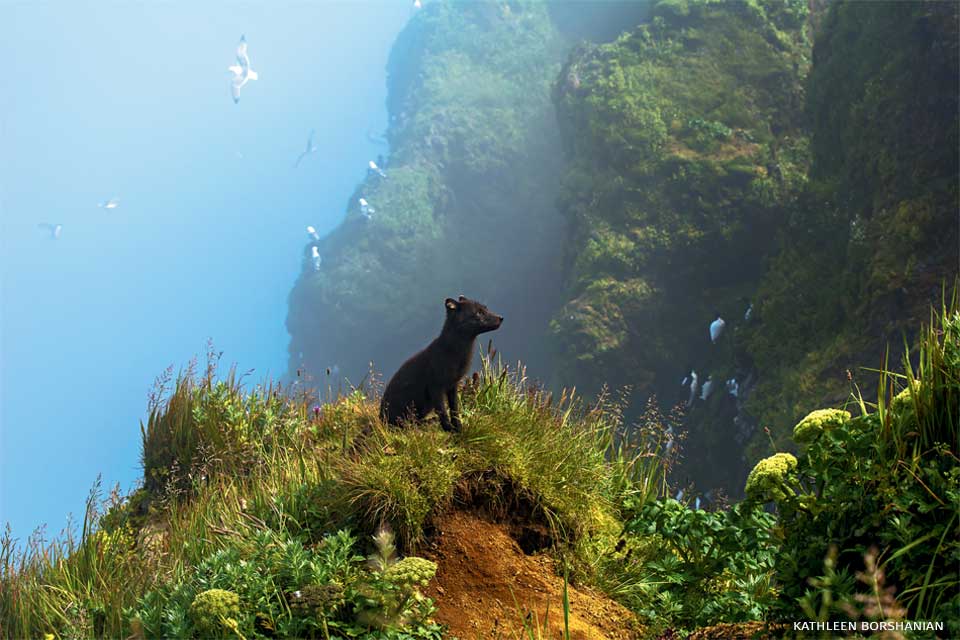 An image of an Arctic fox.