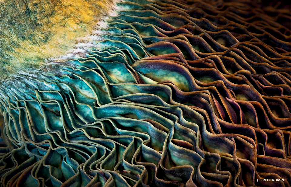 An image of the underside of a milk cap mushroom.