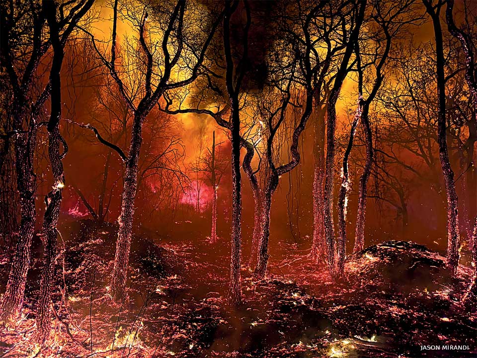 An image of the immediate aftermath of a smoldering forest fire.