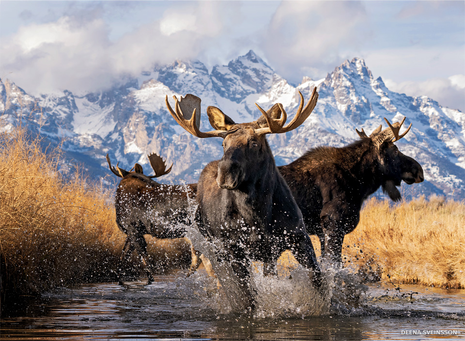 An image of three young bull moose.