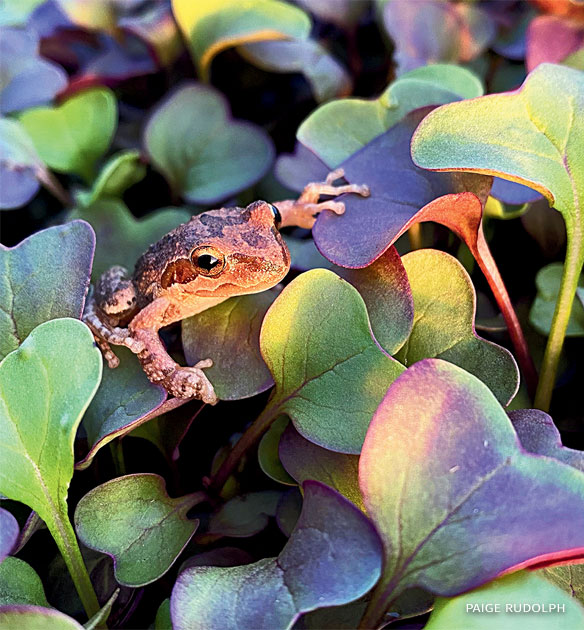 An image of a tree frog.
