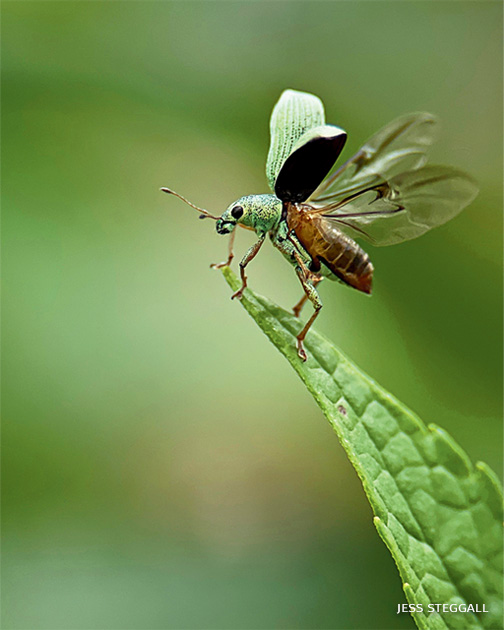 An image of a green immigrant leaf weevil on a hazelnut shrub.